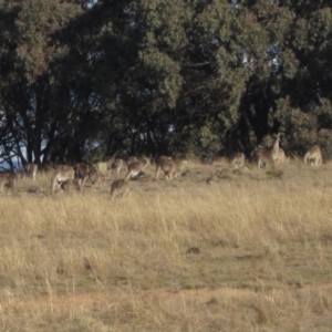 Macropus giganteus at Hall, ACT - 28 Jul 2024 03:10 PM