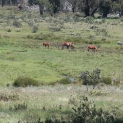 Equus caballus (Brumby, Wild Horse) at Bimberi, NSW - 4 Dec 2020 by LindaGroom