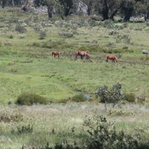 Equus caballus at Bimberi, NSW - 4 Dec 2020