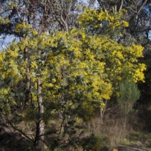 Acacia baileyana at Hall, ACT - 28 Jul 2024 03:15 PM