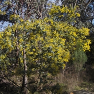 Acacia baileyana (Cootamundra Wattle, Golden Mimosa) at Hall, ACT - 28 Jul 2024 by pinnaCLE