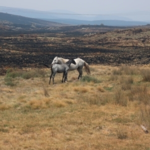 Equus caballus at Gooandra, NSW - suppressed