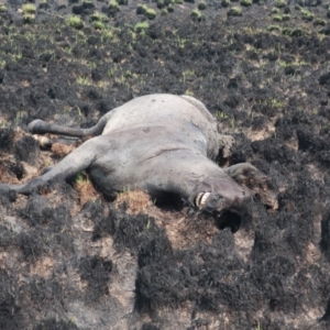 Equus caballus at Kiandra, NSW - 14 Jan 2020