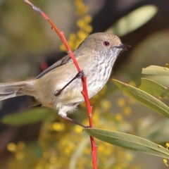 Acanthiza pusilla (Brown Thornbill) at Chapman, ACT - 29 Jul 2024 by MichaelWenke