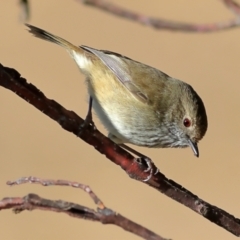 Acanthiza pusilla at Chapman, ACT - 29 Jul 2024