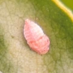 Cicadellidae (family) (Unidentified leafhopper) at Port Macquarie, NSW - 29 Jul 2024 by Hejor1