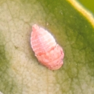 Cicadellidae (family) (Unidentified leafhopper) at Port Macquarie, NSW - 29 Jul 2024 by Hejor1