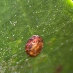 Coccidae sp. (family) at Port Macquarie, NSW - 29 Jul 2024 04:57 PM