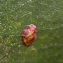 Coccidae sp. (family) at Port Macquarie, NSW - 29 Jul 2024 04:57 PM
