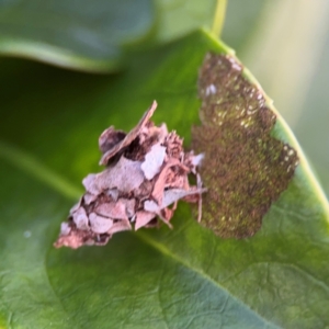 Hyalarcta huebneri at Port Macquarie, NSW - 29 Jul 2024 04:57 PM