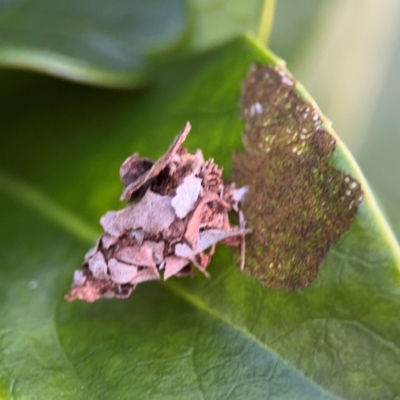 Hyalarcta huebneri (Leafy Case Moth) at Port Macquarie, NSW - 29 Jul 2024 by Hejor1