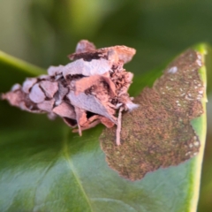 Hyalarcta huebneri at Port Macquarie, NSW - 29 Jul 2024