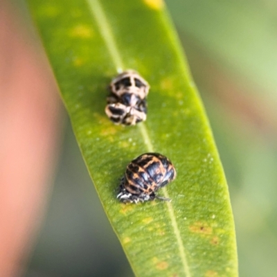 Harmonia conformis (Common Spotted Ladybird) at Port Macquarie, NSW - 29 Jul 2024 by Hejor1