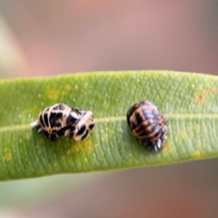 Harmonia conformis at Port Macquarie, NSW - 29 Jul 2024 04:56 PM