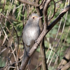 Colluricincla harmonica (Grey Shrikethrush) at Chapman, ACT - 29 Jul 2024 by MichaelWenke