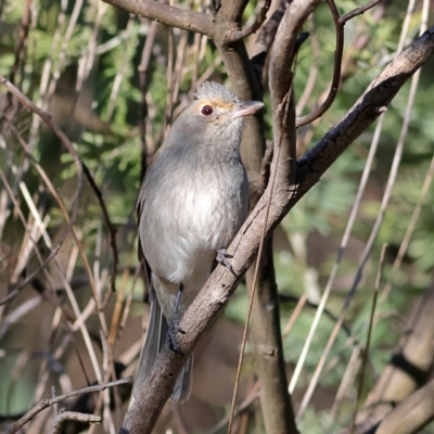 Colluricincla harmonica (Grey Shrikethrush) at Chapman, ACT - 29 Jul 2024 by Trevor