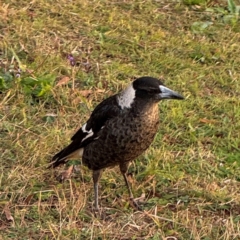 Gymnorhina tibicen (Australian Magpie) at Port Macquarie, NSW - 29 Jul 2024 by Hejor1