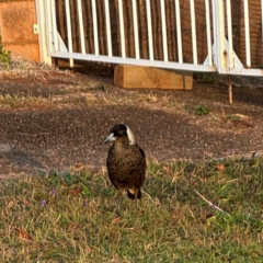 Gymnorhina tibicen at Port Macquarie, NSW - 29 Jul 2024