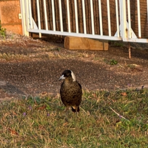 Gymnorhina tibicen at Port Macquarie, NSW - 29 Jul 2024 04:48 PM