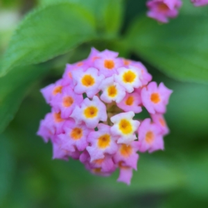 Lantana camara at Port Macquarie, NSW - 29 Jul 2024