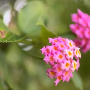 Lantana camara at Port Macquarie, NSW - 29 Jul 2024