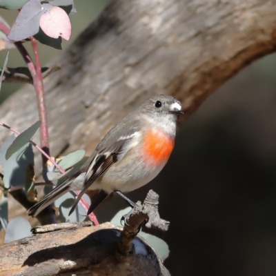 Petroica boodang (Scarlet Robin) at Chapman, ACT - 29 Jul 2024 by MichaelWenke