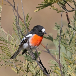 Petroica boodang at Chapman, ACT - 29 Jul 2024 12:05 PM