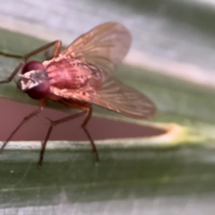 Dichaetomyia sp. (genus) at Port Macquarie, NSW - 29 Jul 2024 by Hejor1