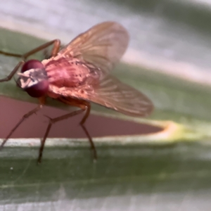 Dichaetomyia sp. (genus) at Port Macquarie, NSW - 29 Jul 2024 04:32 PM