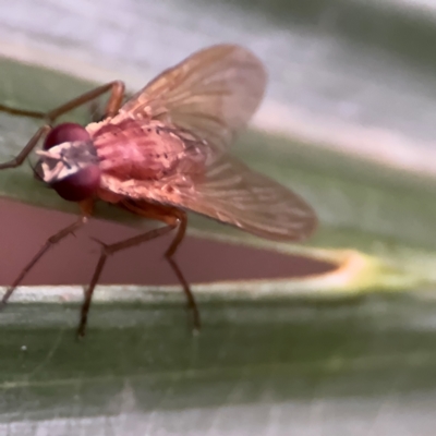 Dichaetomyia sp. (genus) at Port Macquarie, NSW - 29 Jul 2024 by Hejor1