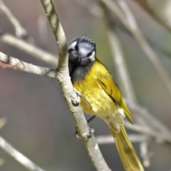 Nesoptilotis leucotis (White-eared Honeyeater) at Chapman, ACT - 29 Jul 2024 by MichaelWenke