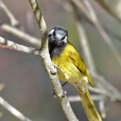 Nesoptilotis leucotis (White-eared Honeyeater) at Chapman, ACT - 29 Jul 2024 by MichaelWenke