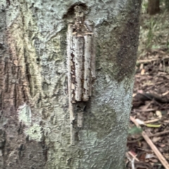 Clania ignobilis at Port Macquarie, NSW - 29 Jul 2024 04:29 PM