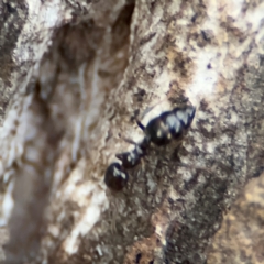 Colobopsis gasseri at Port Macquarie, NSW - 29 Jul 2024 04:15 PM