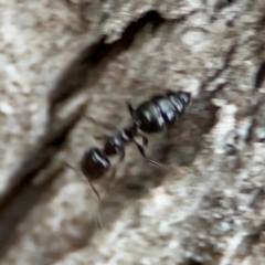 Colobopsis gasseri at Port Macquarie, NSW - 29 Jul 2024