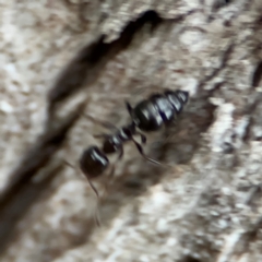 Colobopsis gasseri at Port Macquarie, NSW - 29 Jul 2024 04:15 PM