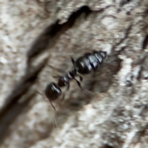 Colobopsis gasseri at Port Macquarie, NSW - 29 Jul 2024