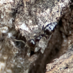 Colobopsis gasseri at Port Macquarie, NSW - 29 Jul 2024 04:15 PM