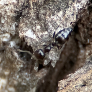 Colobopsis gasseri at Port Macquarie, NSW - 29 Jul 2024