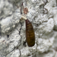 Lepidoptera unclassified IMMATURE (caterpillar or pupa or cocoon) at Port Macquarie, NSW - 29 Jul 2024 by Hejor1