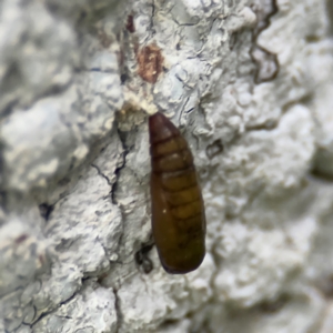 Lepidoptera unclassified IMMATURE moth at Port Macquarie, NSW - 29 Jul 2024