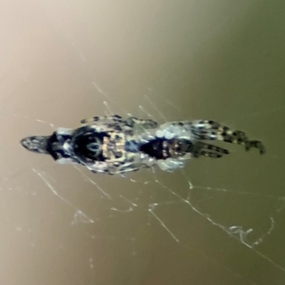 Cyclosa trilobata (Three-lobed spider) at Port Macquarie, NSW - 29 Jul 2024 by Hejor1