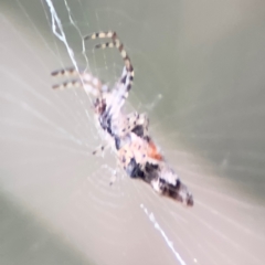 Cyclosa trilobata at Port Macquarie, NSW - 29 Jul 2024 04:03 PM