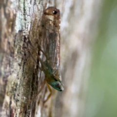Magia subocellata (Palm Planthopper) at Port Macquarie, NSW - 29 Jul 2024 by Hejor1