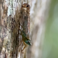 Fulgoroidea sp. (superfamily) at Port Macquarie, NSW - 29 Jul 2024 by Hejor1