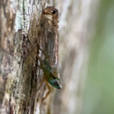 Fulgoroidea sp. (superfamily) at Port Macquarie, NSW - 29 Jul 2024 by Hejor1