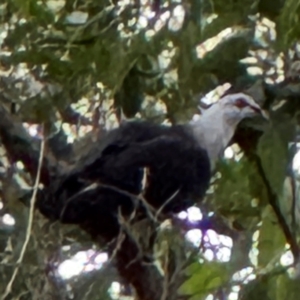 Columba leucomela at Port Macquarie, NSW - 29 Jul 2024 03:42 PM