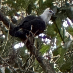 Columba leucomela at Port Macquarie, NSW - 29 Jul 2024 03:42 PM