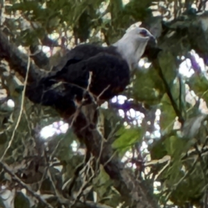 Columba leucomela at Port Macquarie, NSW - 29 Jul 2024 03:42 PM