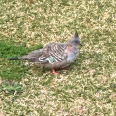 Ocyphaps lophotes (Crested Pigeon) at Port Macquarie, NSW - 29 Jul 2024 by Hejor1